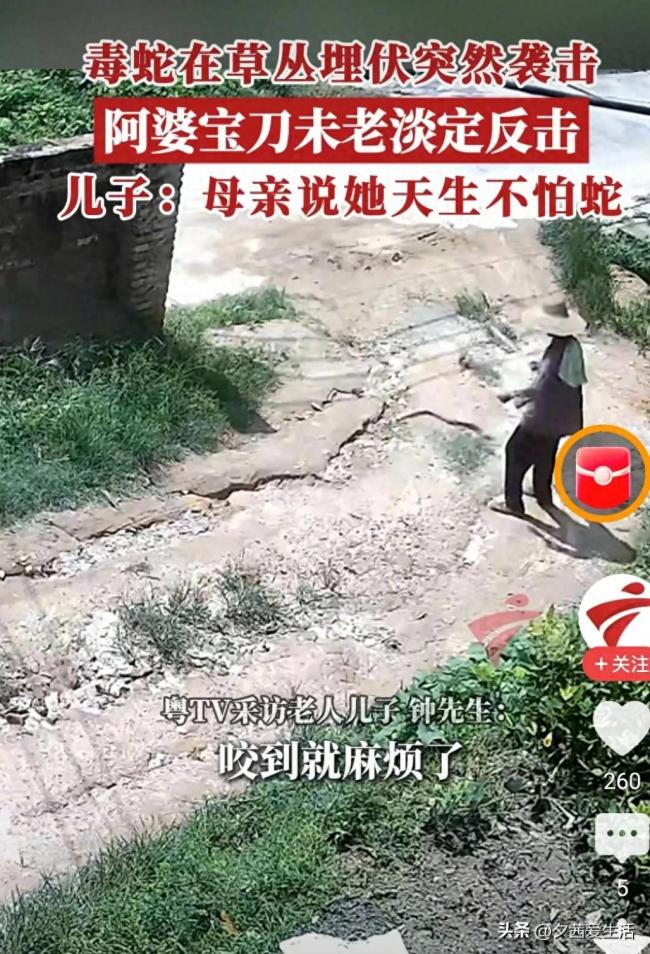 监控：85岁老人被蛇追咬持杖还击