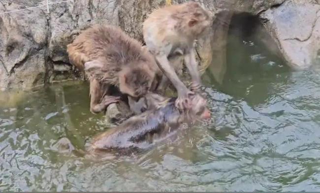 南京动物园一网红猴遭霸凌 硬气“大犟种”引热议