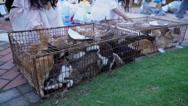 400多只非法运送小猫被截获 爱心人士救助行动