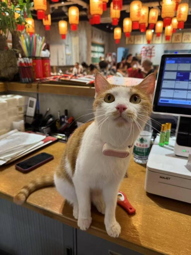 重慶一貓咪火鍋店供流浪貓食宿走紅