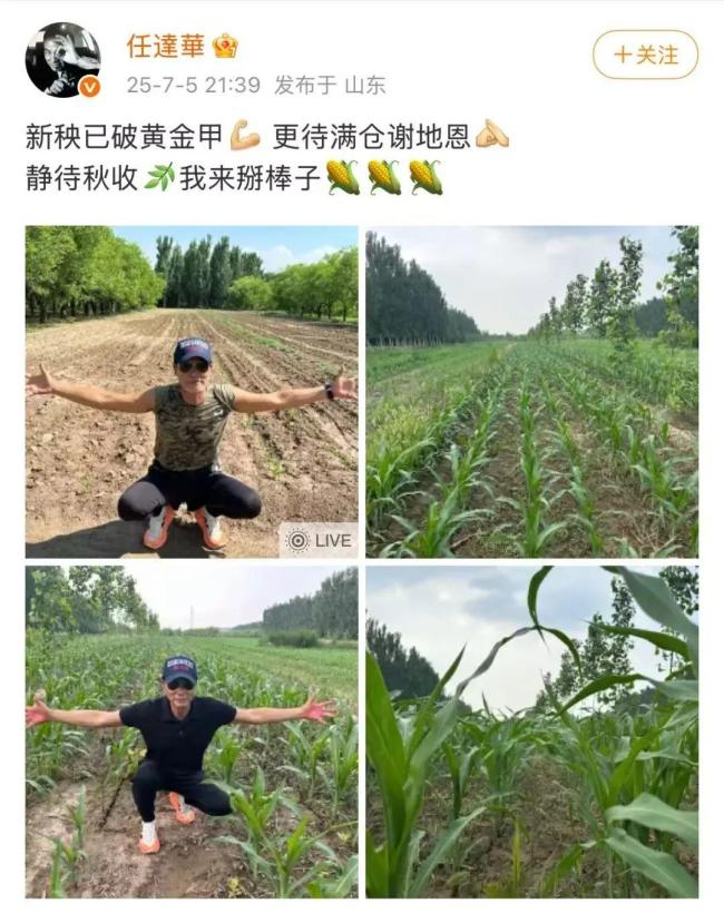 任达华收完麦子又来种玉米