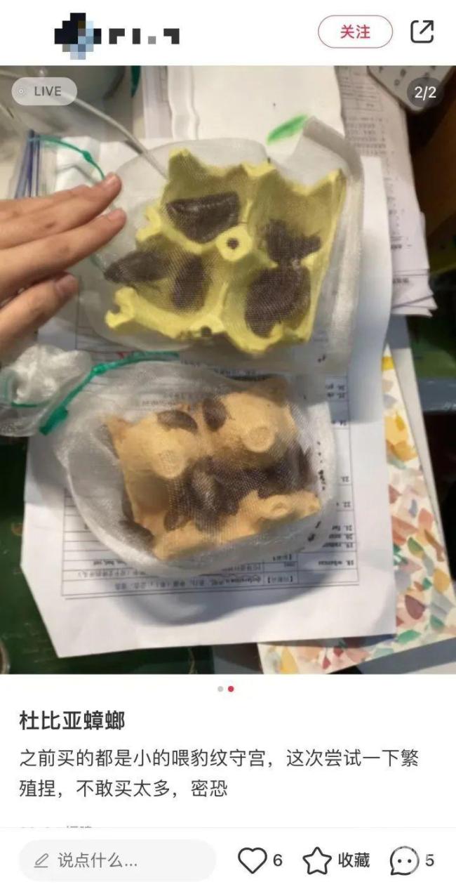 男子误杀宠物螳螂赔400元 异宠饲养引争议