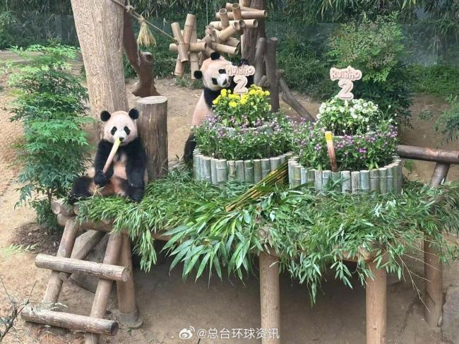 韓國為大熊貓雙胞胎過2歲生日