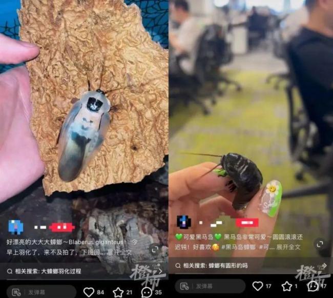 男子誤殺鄰居寵物賠償400元 異寵飼養(yǎng)引爭議