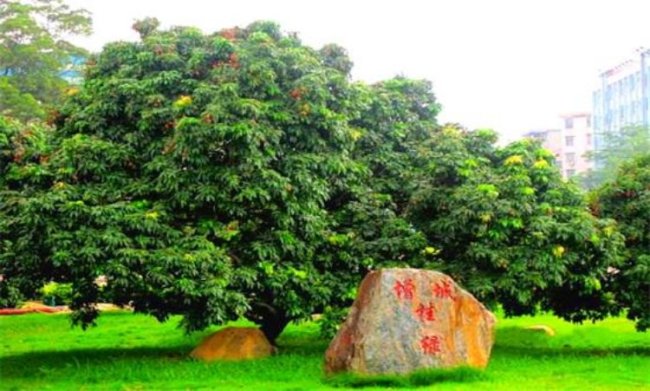 增城6個掛綠荔枝售價298元 珍稀佳果引關注