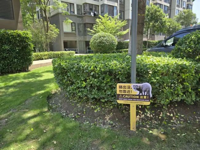 12只貉安家居民小院 居民不堪其擾,！國家二級保護(hù)動物