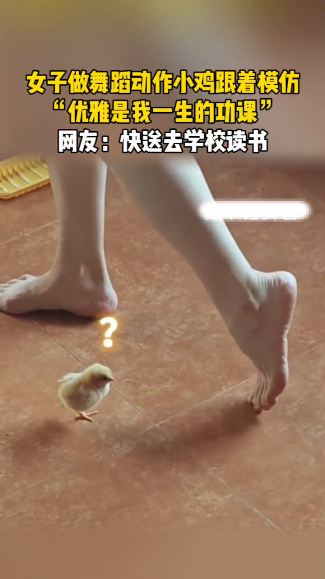 小鸡模仿女子伸腿动作竟能神同步！