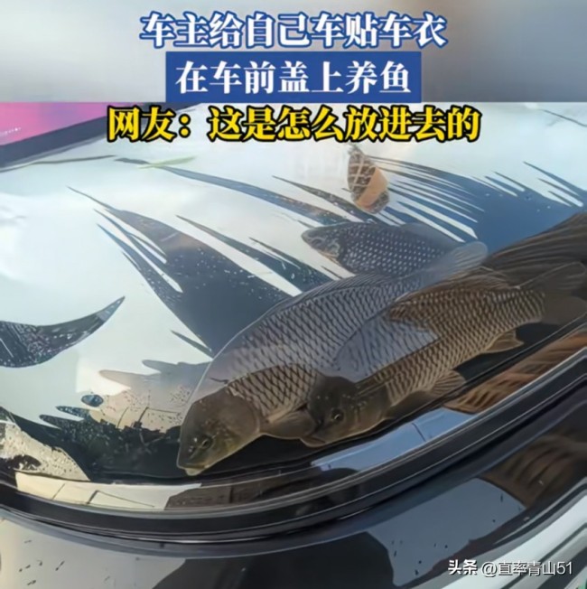 車主腦洞大開貼透明車衣養(yǎng)魚,，網(wǎng)友：天熱會(huì)變水煮魚嗎？