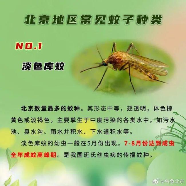 北京：今夏蚊密度同比下降15.42% 科学防治见成效