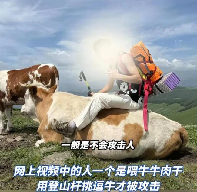 游客挑逗牛被圍攻：喂牛肉干敲屁股 個(gè)人道德素養(yǎng)問(wèn)題