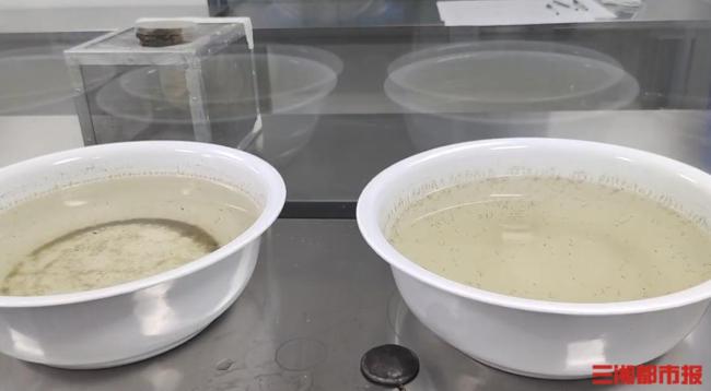 今年蚊子不是变少了只是热“懒”了 高温降低蚊虫活跃度