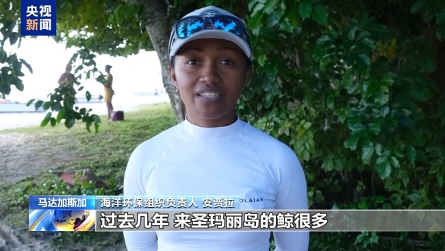 馬達(dá)加斯加鯨群上演一年一度“海上大遷徙”