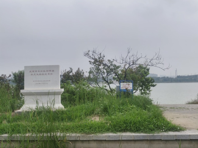 北京永定河放生魚(yú)集體回游真相：人為高溫釀慘劇,？私自放生現(xiàn)象頻發(fā)