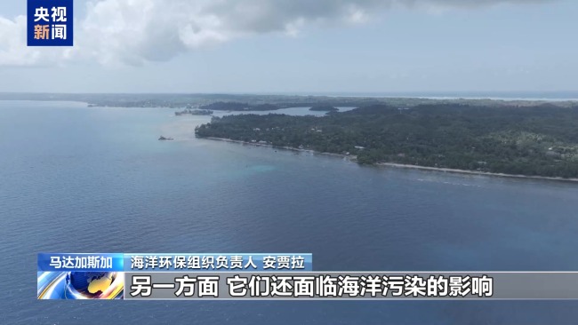 馬達加斯加鯨群上演一年一度“海上大遷徙”