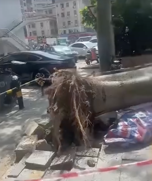 深圳石巖臺風吹倒大樹 多車受損待評估