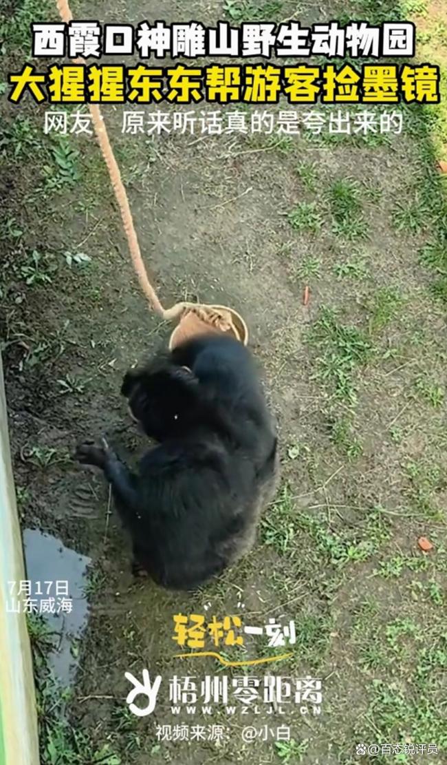 動物園大猩猩幫游客撿墨鏡 暖心舉動獲贊