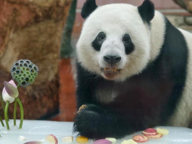 廣州動物園給大象安排了超級大傘