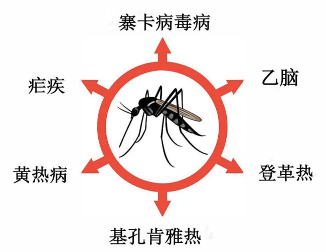 蚊子和人類有哪些“糾纏史”：蚊子位于“生物殺手”榜首