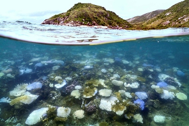 消失中的“珊瑚海”：越来越极端的白化危机