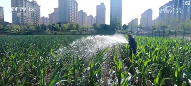 科学抗旱保秋粮：田间管理全面升级 多地启动紧急灌溉措施