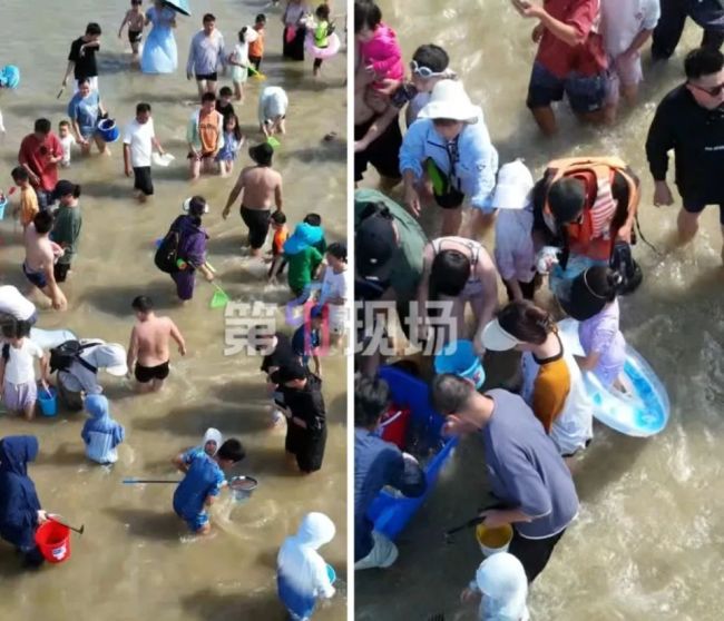 在深圳赶海捡到了波士顿大龙虾 较场尾免费体验