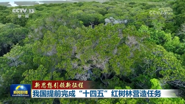 【新思想引領(lǐng)新征程】我國提前完成“十四五”紅樹林營造任務(wù)