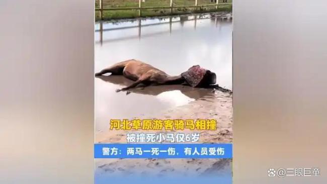 騎馬相撞致馬匹死亡當(dāng)事人已賠錢 草原悲劇引發(fā)反思