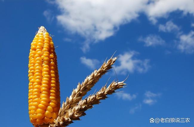 玉米价格持续上涨，最新报价出炉