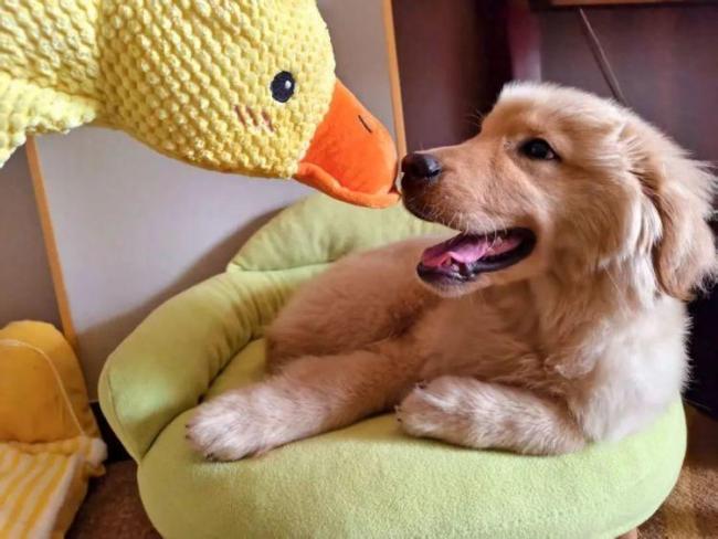 有酒店推出“寵物陪睡”服務 狗狗員工日薪100元