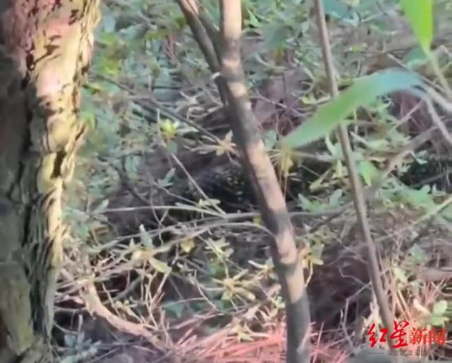 成都龙泉山现3米蟒蛇？假的