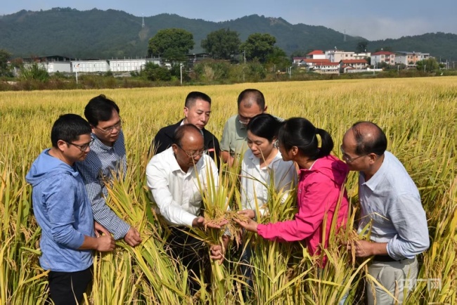 【牢記囑托·看見美好中國】培育良種“中國芯” 端牢中國飯碗