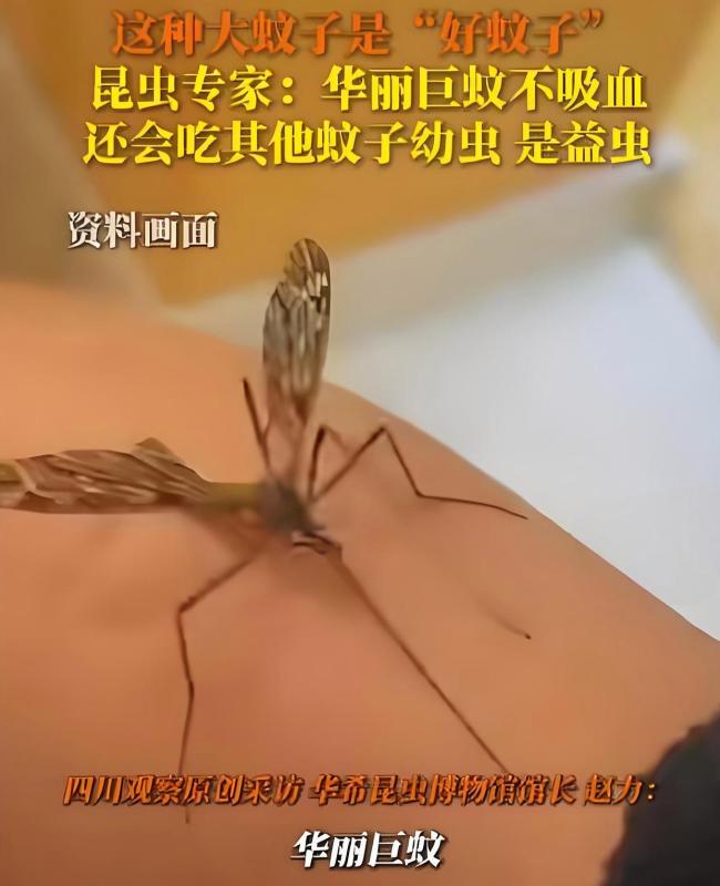 “蚊子工厂”投放华丽巨蚊捕食伊蚊