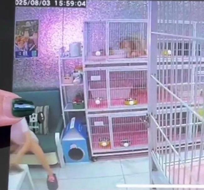 媒体评女子虐猫：坏心情岂是作恶理由
