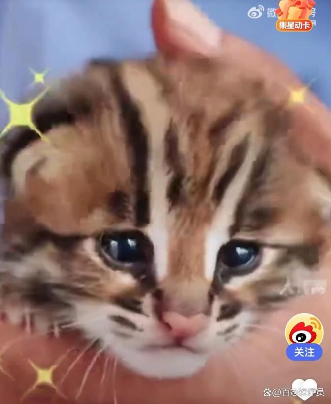 狗狗叼回豹猫幼崽 民警化身临时奶爸