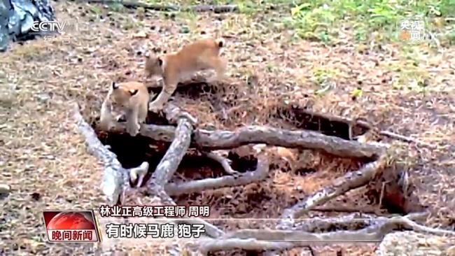 停伐十年 看“綠色寶庫(kù)”大興安嶺的轉(zhuǎn)型路→