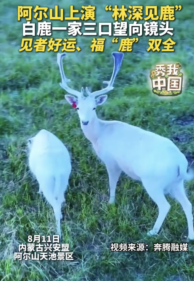 内蒙古阿尔山拍到白鹿一家三口！