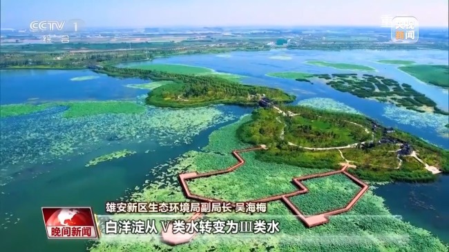 看见美丽中国丨共同守护一泓清水 在藕花深处看生态蝶变