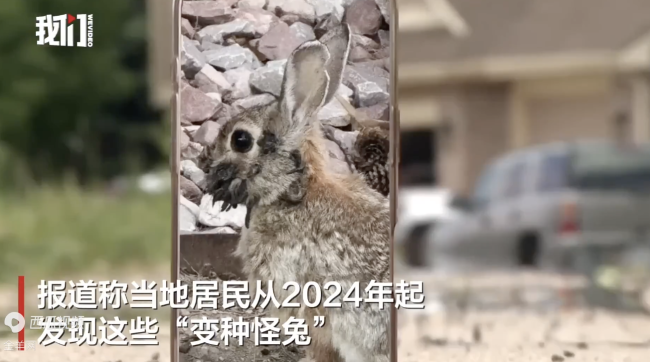 美国惊现"变种怪兔":头上长黑角和触手