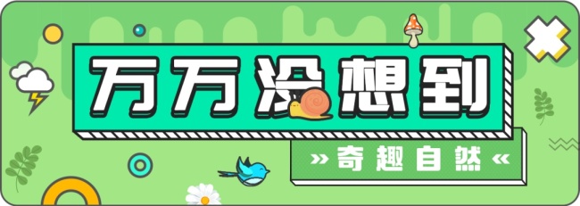 北京中轴线上的雨燕，真的永远不能落地吗？