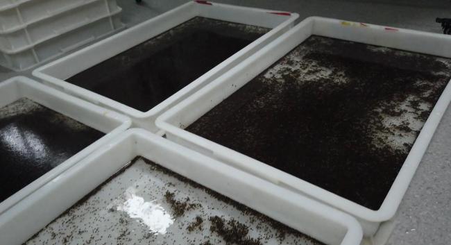 “以蚊治蚊”安全性引发关注 生物防治新进展