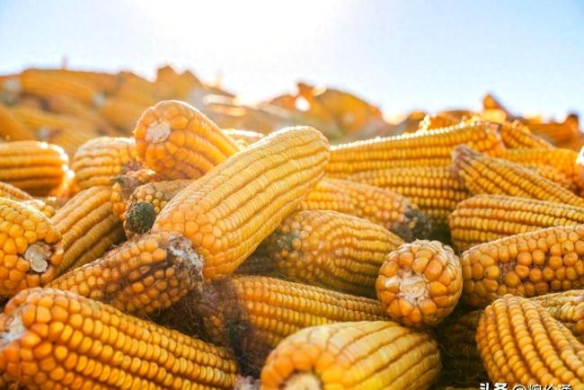 玉米“跌冒烟”了！越跌越猛还遭遇停收 粮农苦不堪言