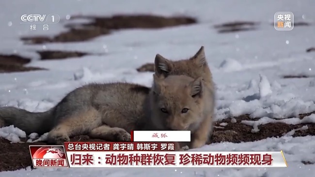 看見美麗中國丨三江源20年蛻變:千湖歸來 “中華水塔”煥新生