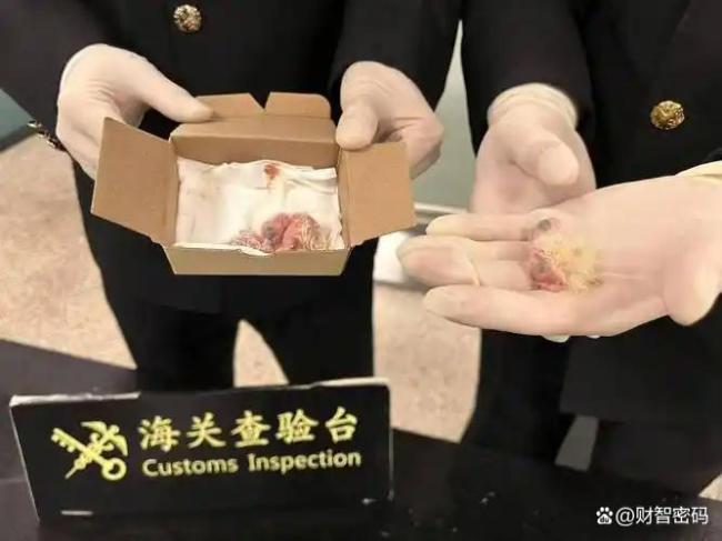 男子在机场用马桶冲走223枚鸟蛋 物种保卫战打响