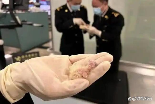 男子在机场用马桶冲走223枚鸟蛋 物种保卫战打响