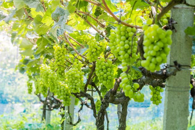 陽光玫瑰價格跌到9.9元都嫌貴