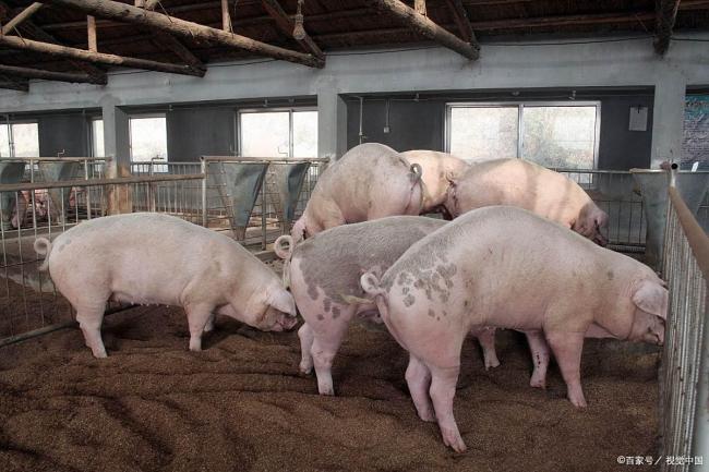 8月21日生猪报价：猪价全面上涨！养殖户迎来希望