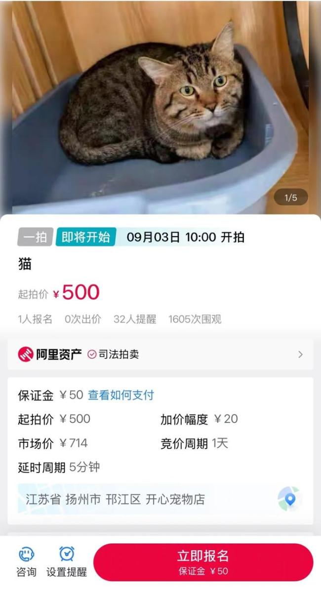 500块起拍的法拍狸花猫已被撤拍 执行申请被撤回