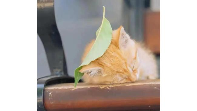 处暑是夏天秋天的缓冲带 酷热与秋意间的温柔过渡