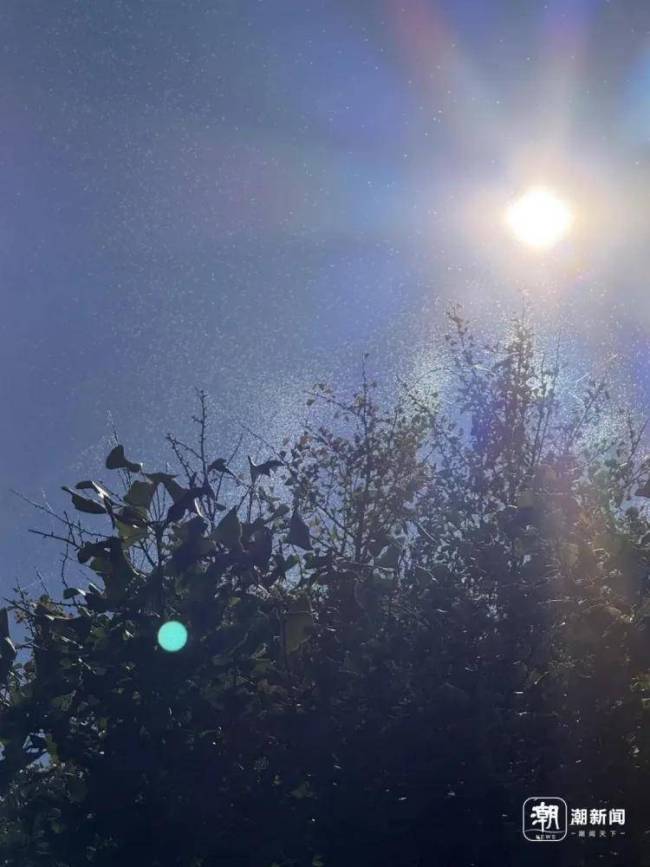 西湖边的树热冒烟了？摇蚊如何聚成青烟？叫蚊非蚊的飞虫为何是生态指标 高温下的生态奇观