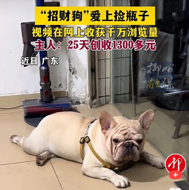 狗狗捡瓶子25天收入1300多 勤劳成网红